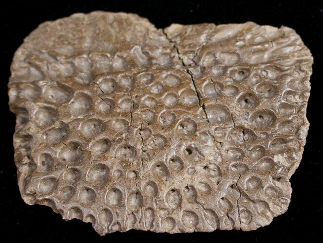 Leidyosuchus Dermal Scute - Cretaceous Crocodilian #11180